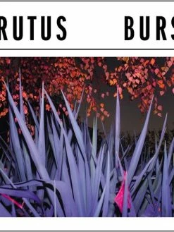 Eat Dust LP - Brutus: Burst
