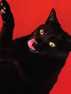 Eat Dust LP - Ryan Adams: Big Colors 2LP